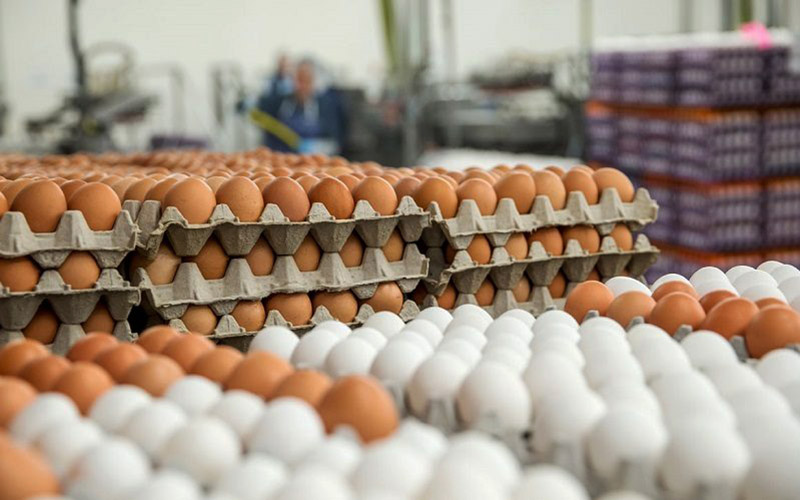 صادرات تخم مرغ به ۱۳۰۰۰ تن رسید