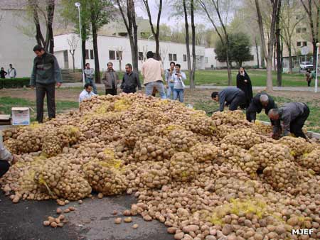 چرا سیب زمینی در جامعه ایران مهم می شود؟