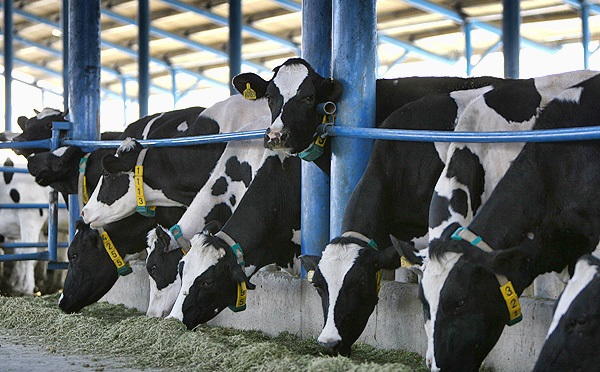 عرضه شیرخام در بورس کالا، شفاف‌سازی معاملات به نفع دامداران